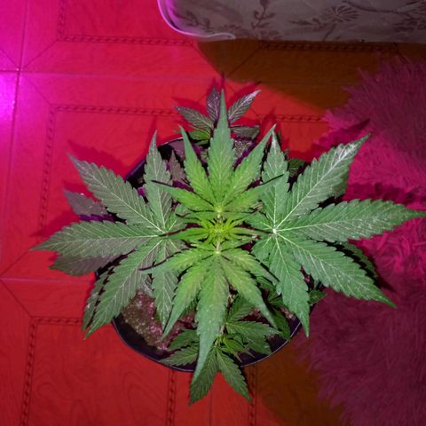 Mango Juice growlog timeline photo