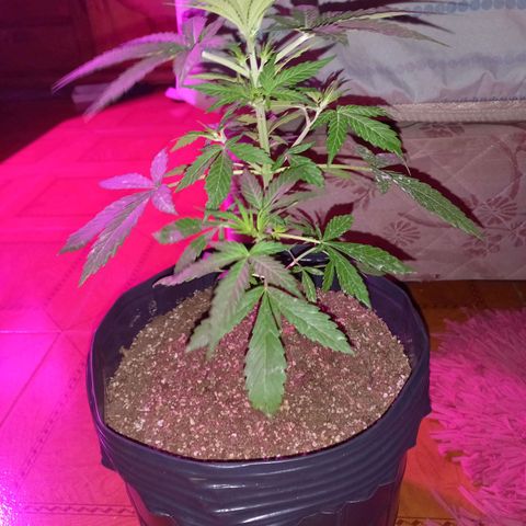 Mango Juice growlog timeline photo