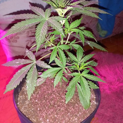 Mango Juice growlog timeline photo