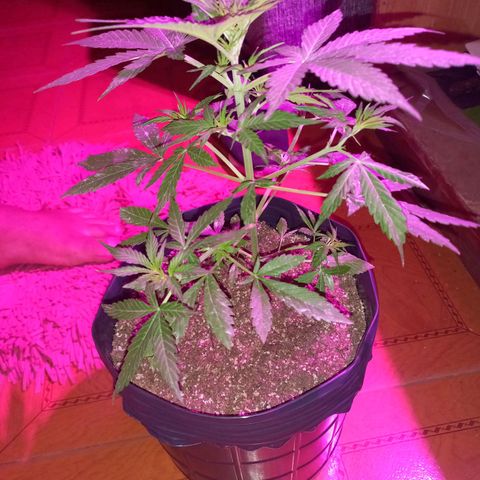 Mango Juice growlog timeline photo