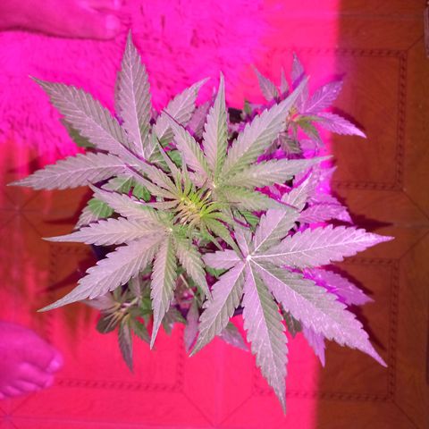 Mango Juice growlog timeline photo