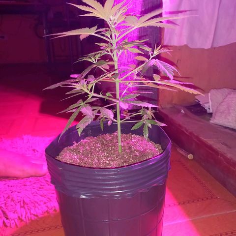 Mango Juice growlog timeline photo