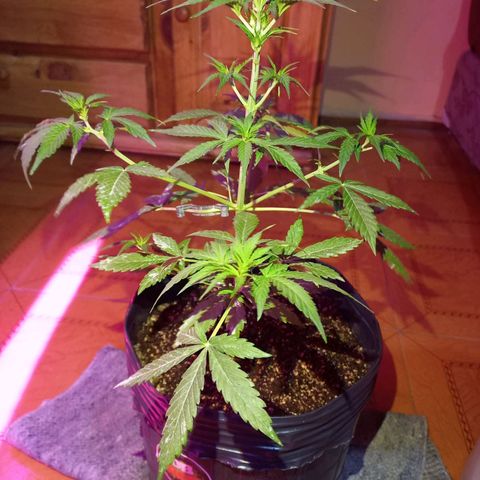 Mango Juice growlog timeline photo