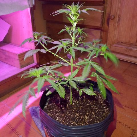 Mango Juice growlog timeline photo