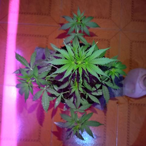 Mango Juice growlog timeline photo