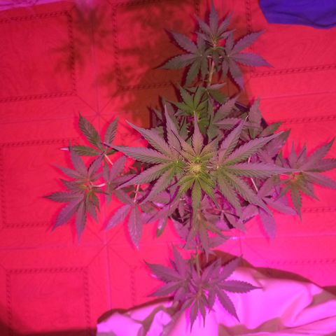 Mango Juice growlog timeline photo