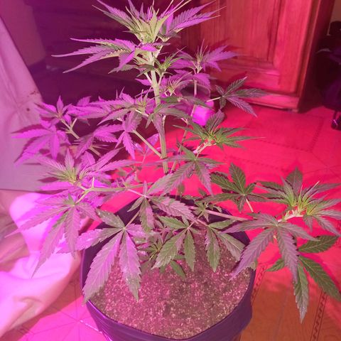 Mango Juice growlog timeline photo