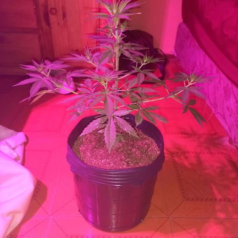 Mango Juice growlog timeline photo
