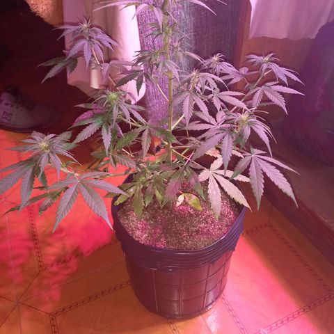Mango Juice growlog timeline photo