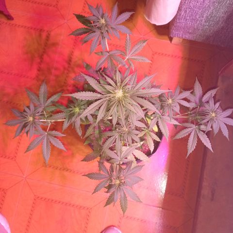 Mango Juice growlog timeline photo