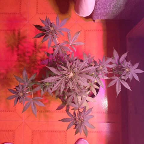 Mango Juice growlog timeline photo