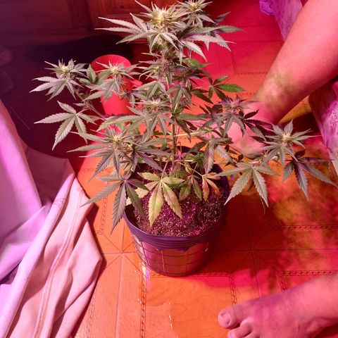 Mango Juice growlog timeline photo