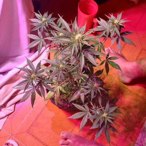 Mango Juice growlog timeline photo