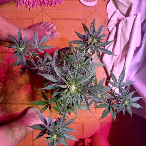 Mango Juice growlog timeline photo
