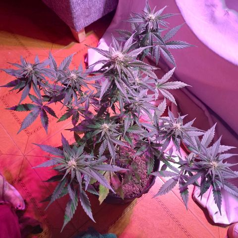 Mango Juice growlog timeline photo
