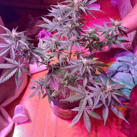 Mango Juice growlog timeline photo