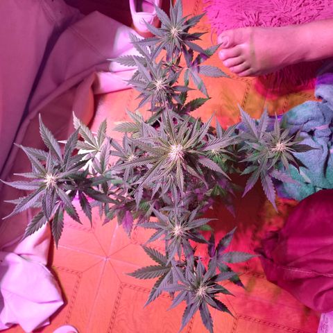 Mango Juice growlog timeline photo