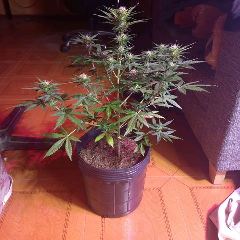 Mango Juice growlog timeline photo