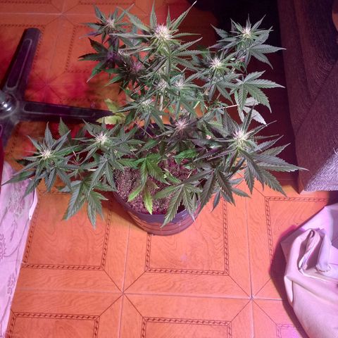 Mango Juice growlog timeline photo