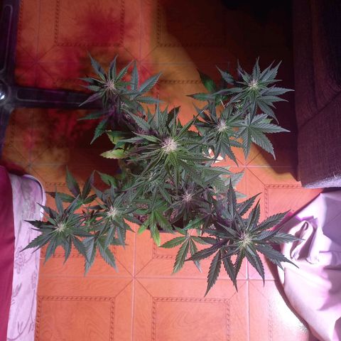 Mango Juice growlog timeline photo