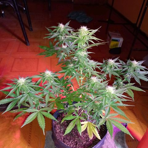 Mango Juice growlog timeline photo