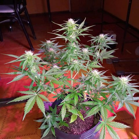 Mango Juice growlog timeline photo