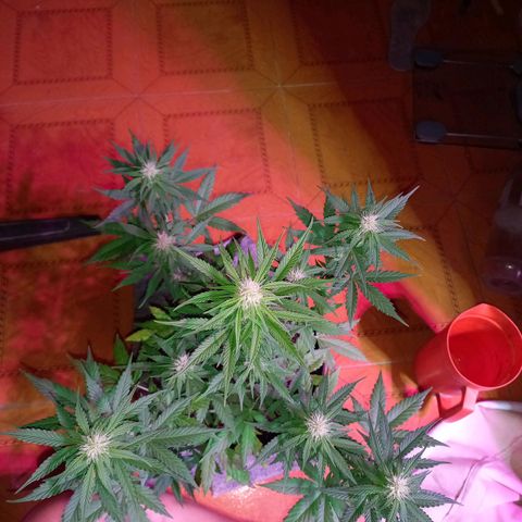Mango Juice growlog timeline photo