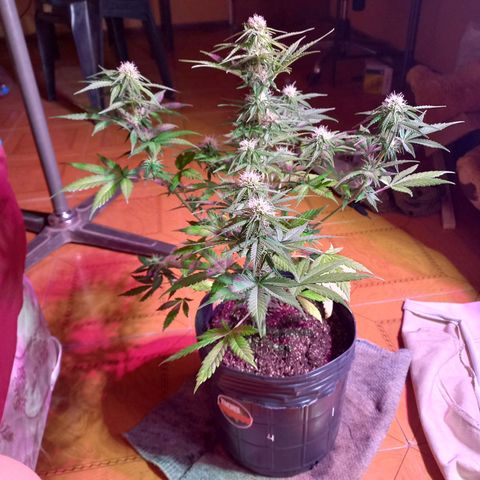 Mango Juice growlog timeline photo