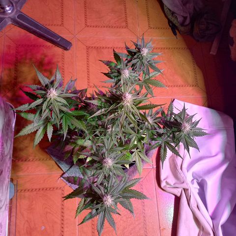 Mango Juice growlog timeline photo
