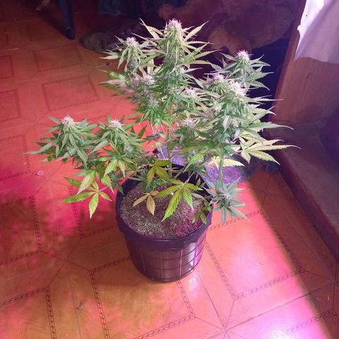 Mango Juice growlog timeline photo