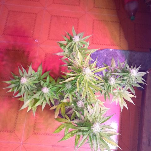 Mango Juice growlog timeline photo