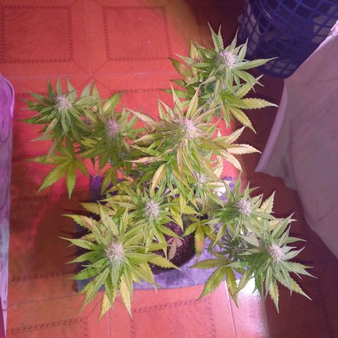 Mango Juice growlog timeline photo