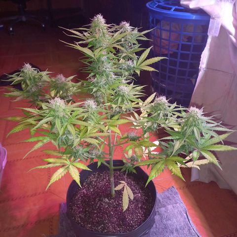Mango Juice growlog timeline photo