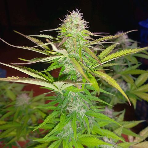 Mango Juice growlog timeline photo