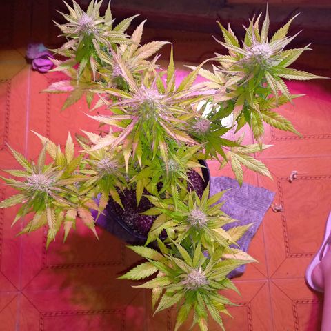 Mango Juice growlog timeline photo