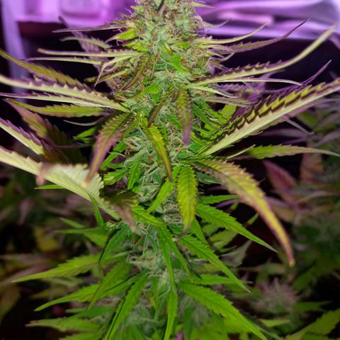 Mango Juice growlog timeline photo