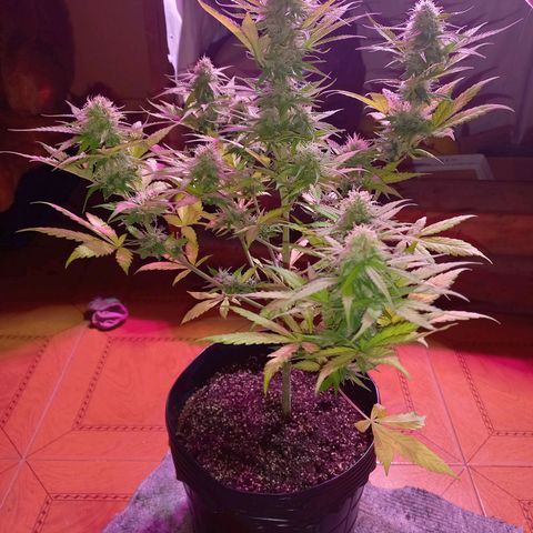 Mango Juice growlog timeline photo