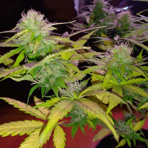 Mango Juice growlog timeline photo