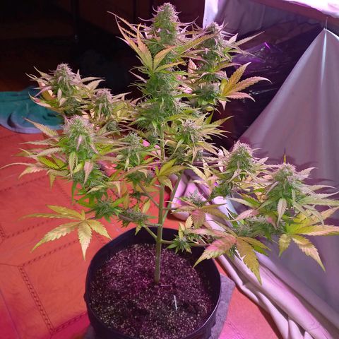 Mango Juice growlog timeline photo