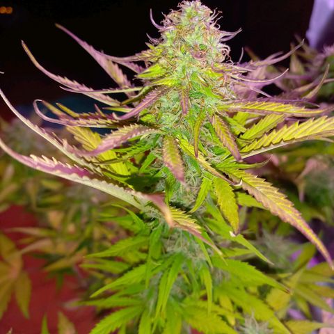 Mango Juice growlog timeline photo