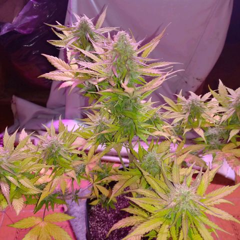Mango Juice growlog timeline photo