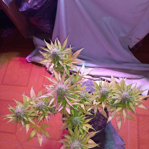 Mango Juice growlog timeline photo