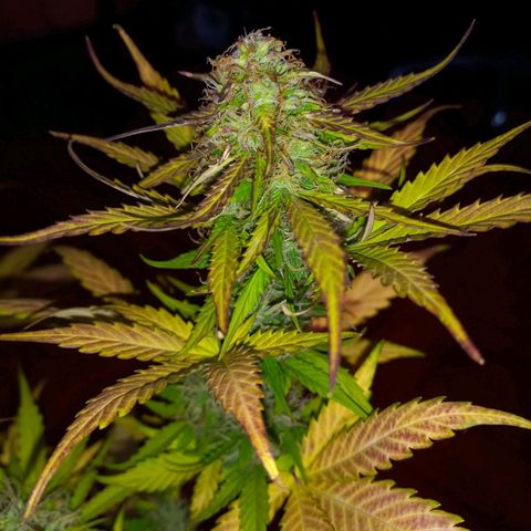 Mango Juice growlog timeline photo