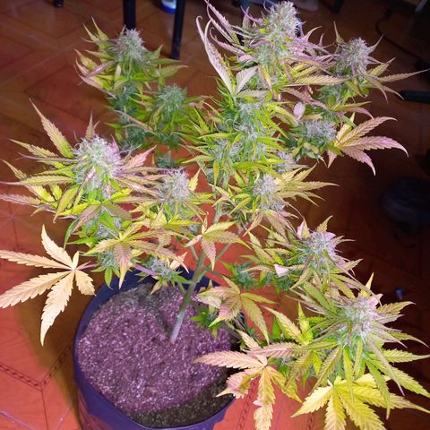 Mango Juice growlog timeline photo