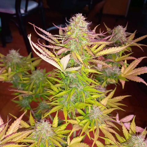 Mango Juice growlog timeline photo