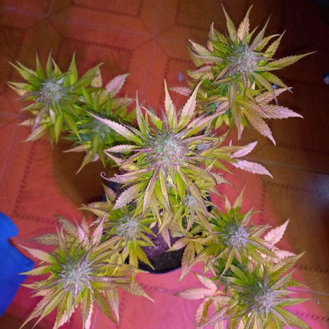 Mango Juice growlog timeline photo