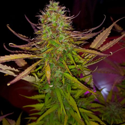 Mango Juice growlog timeline photo