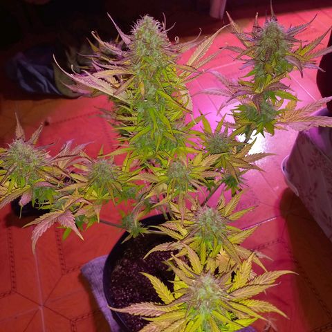 Mango Juice growlog timeline photo