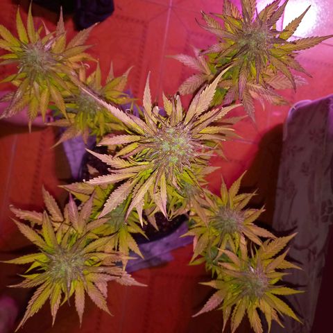 Mango Juice growlog timeline photo