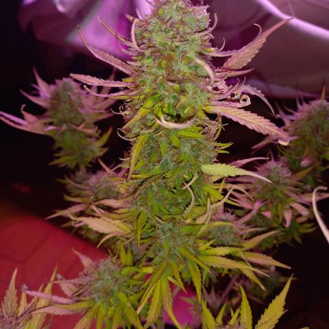 Mango Juice growlog timeline photo